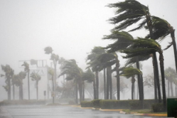 Palm trees in a tropical storm