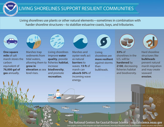 living shorelines support resilient communities